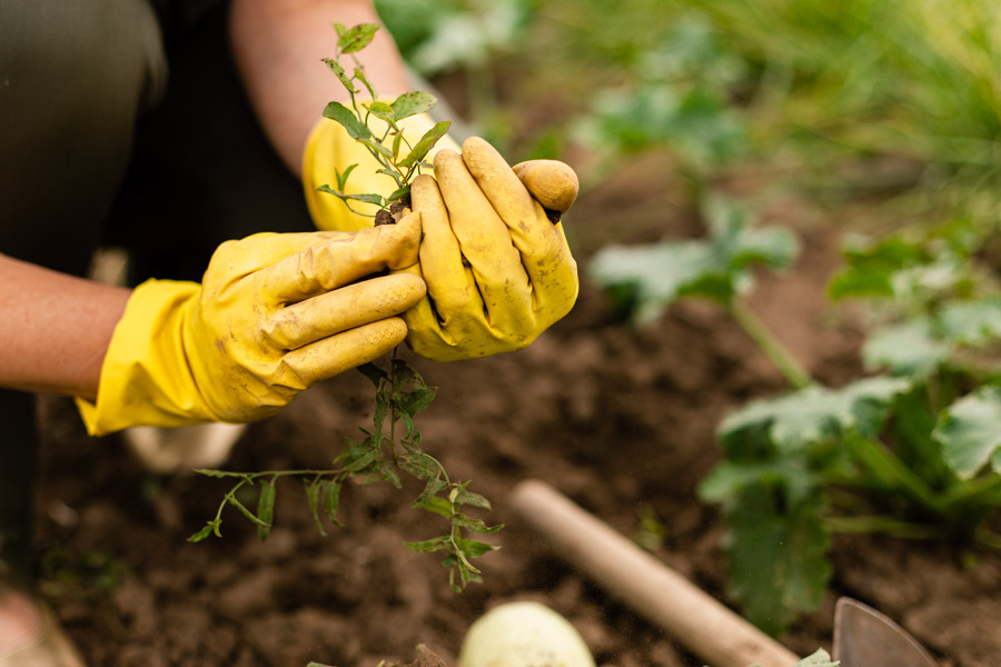 Mantenimiento de fincas
